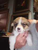 Bisquit, a male Pembroke Welsh Corgi for sale in Saluda, VA – 1 of 4
