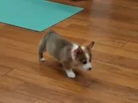 Kahlua, a female Pembroke Welsh Corgi for sale in Saluda, VA – 5 of 6