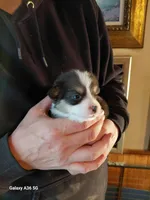 Peter Max, a male Pembroke Welsh Corgi for sale in Saluda, VA – Photo 4 of 4