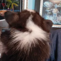 Peter Max, a male Pembroke Welsh Corgi for sale in Saluda, VA – Photo 6 of 8