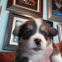 Peter Max, a male Pembroke Welsh Corgi for sale in Saluda, VA – Photo 5 of 8