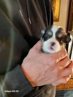 Peter Max, a male Pembroke Welsh Corgi for sale in Saluda, VA – Photo 3 of 4