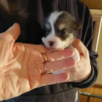 Peter Max, a male Pembroke Welsh Corgi for sale in Saluda, VA – Photo 3 of 8