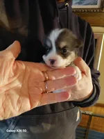 Peter Max, a male Pembroke Welsh Corgi for sale in Saluda, VA – Photo 1 of 4