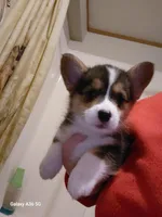 Peter Max, a male Pembroke Welsh Corgi for sale in Saluda, VA – Photo 8 of 8