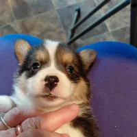Peter Max, a male Pembroke Welsh Corgi for sale in Saluda, VA – Photo 7 of 8