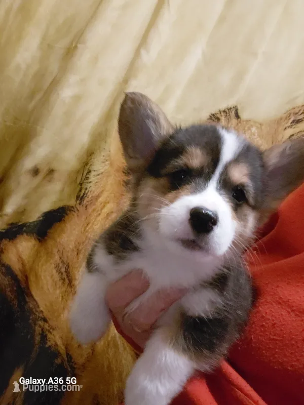 Peter Max – Pembroke Welsh Corgi puppy for sale in Saluda, VA