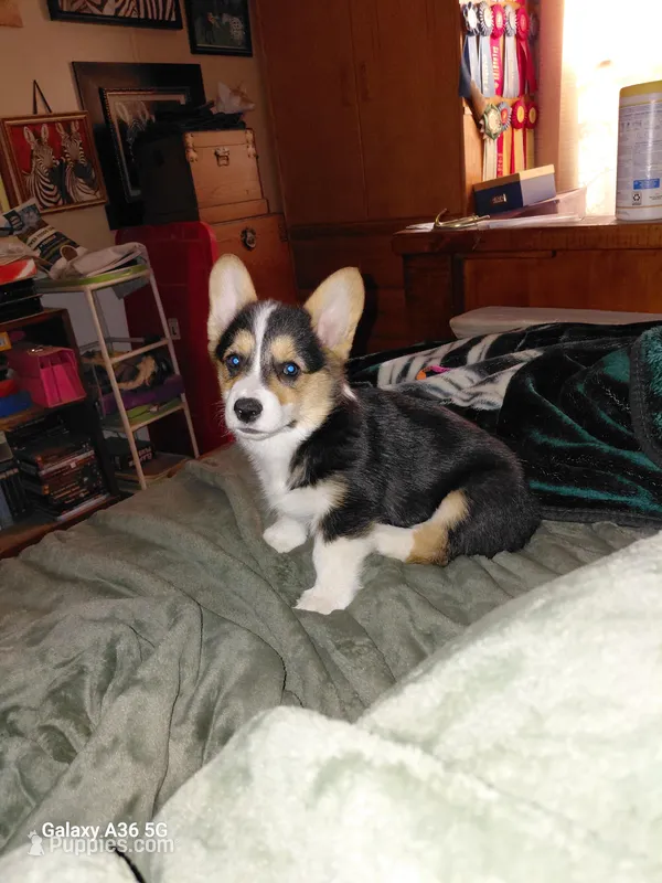 Peter Max – Pembroke Welsh Corgi puppy for sale in Saluda, VA