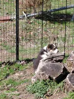 Peter Max, a male Pembroke Welsh Corgi for sale in Saluda, VA – Photo 4 of 8