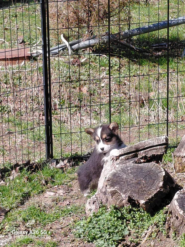 Peter Max – Pembroke Welsh Corgi puppy for sale in Saluda, VA