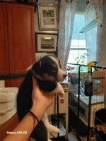 Honey, a female Pembroke Welsh Corgi for sale in Saluda, VA – 2 of 8