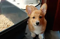 Robert Redford, a male Pembroke Welsh Corgi for sale in Saluda, VA – Photo 1 of 4