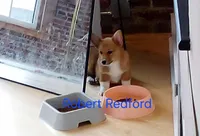 Robert Redford, a male Pembroke Welsh Corgi for sale in Saluda, VA – Photo 2 of 4