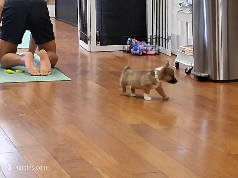 Tanqueray – Pembroke Welsh Corgi puppy for sale in Saluda, VA