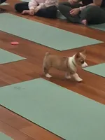 Amaretto, a female Pembroke Welsh Corgi for sale in Saluda, VA – 2 of 8