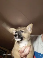 Tanqueray, a male Pembroke Welsh Corgi for sale in Saluda, VA – 6 of 8
