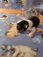 Muffin, a male Pembroke Welsh Corgi for sale in Saluda, VA – 2 of 3