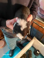 Salvador Dali, a male Pembroke Welsh Corgi for sale in Saluda, VA – Photo 4 of 5