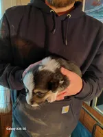 Salvador Dali, a male Pembroke Welsh Corgi for sale in Saluda, VA – Photo 2 of 5