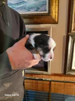 Salvador Dali, a male Pembroke Welsh Corgi for sale in Saluda, VA – Photo 5 of 5