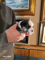 Salvador Dali, a male Pembroke Welsh Corgi for sale in Saluda, VA – Photo 3 of 5