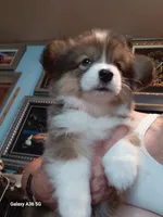 Maple, a female Pembroke Welsh Corgi for sale in Saluda, VA – 3 of 4