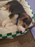 Bagel, a male Pembroke Welsh Corgi for sale in Saluda, VA – 3 of 7