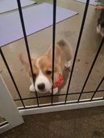 Biscuit, a male Pembroke Welsh Corgi for sale in Saluda, VA – 3 of 10