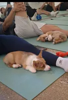 Amaretto, a female Pembroke Welsh Corgi for sale in Saluda, VA – 6 of 8