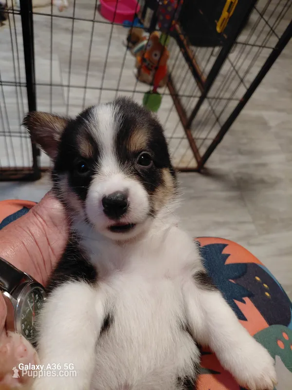 Honey – Pembroke Welsh Corgi puppy for sale in Saluda, VA