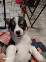 Honey, a female Pembroke Welsh Corgi for sale in Saluda, VA – 1 of 8
