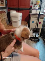 Waffles, a male Pembroke Welsh Corgi for sale in Saluda, VA – 2 of 5