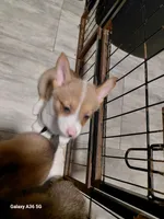 Amaretto, a female Pembroke Welsh Corgi for sale in Saluda, VA – 6 of 7
