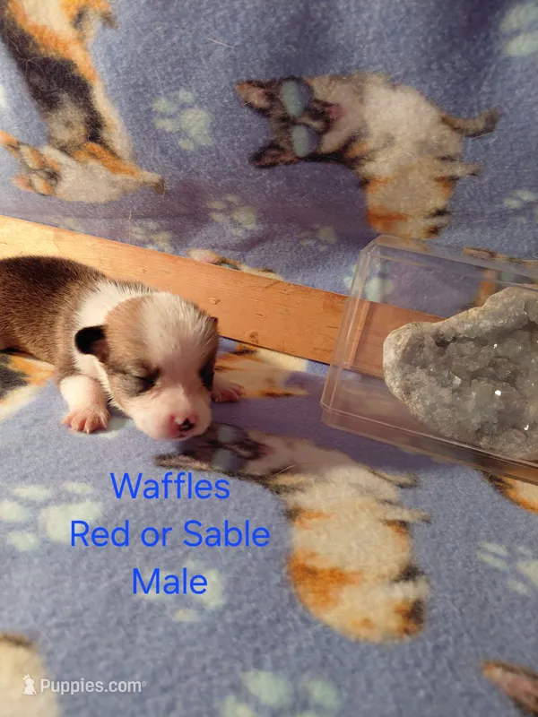Waffles – Pembroke Welsh Corgi puppy for sale in Saluda, VA