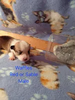 Waffles, a male Pembroke Welsh Corgi for sale in Saluda, VA – 1 of 3