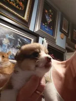 Bisquit, a male Pembroke Welsh Corgi for sale in Saluda, VA – 3 of 4