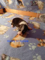 Honey, a female Pembroke Welsh Corgi for sale in Saluda, VA – 3 of 4