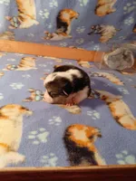 Bagel, a male Pembroke Welsh Corgi for sale in Saluda, VA – 2 of 3