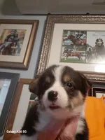 Honey, a female Pembroke Welsh Corgi for sale in Saluda, VA – 4 of 8