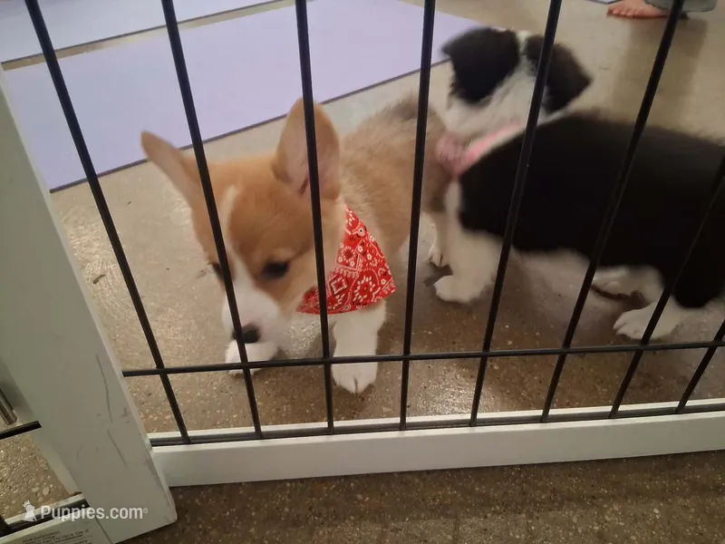 Biscuit – Pembroke Welsh Corgi puppy for sale in Saluda, VA