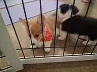 Biscuit, a male Pembroke Welsh Corgi for sale in Saluda, VA – 1 of 10