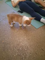 Amaretto, a female Pembroke Welsh Corgi for sale in Saluda, VA – 3 of 8