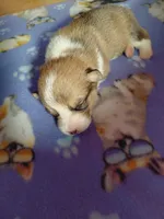 Waffles, a male Pembroke Welsh Corgi for sale in Saluda, VA – 2 of 3