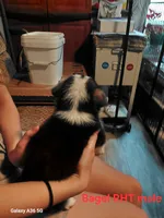 Bagel, a male Pembroke Welsh Corgi for sale in Saluda, VA – 5 of 7