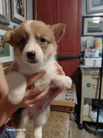 Biscuit, a male Pembroke Welsh Corgi for sale in Saluda, VA – 5 of 7