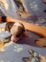 Waffles, a male Pembroke Welsh Corgi for sale in Saluda, VA – 3 of 3