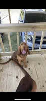 Dolly , a  Bloodhound for sale in Alma, GA – Photo 2 of 2