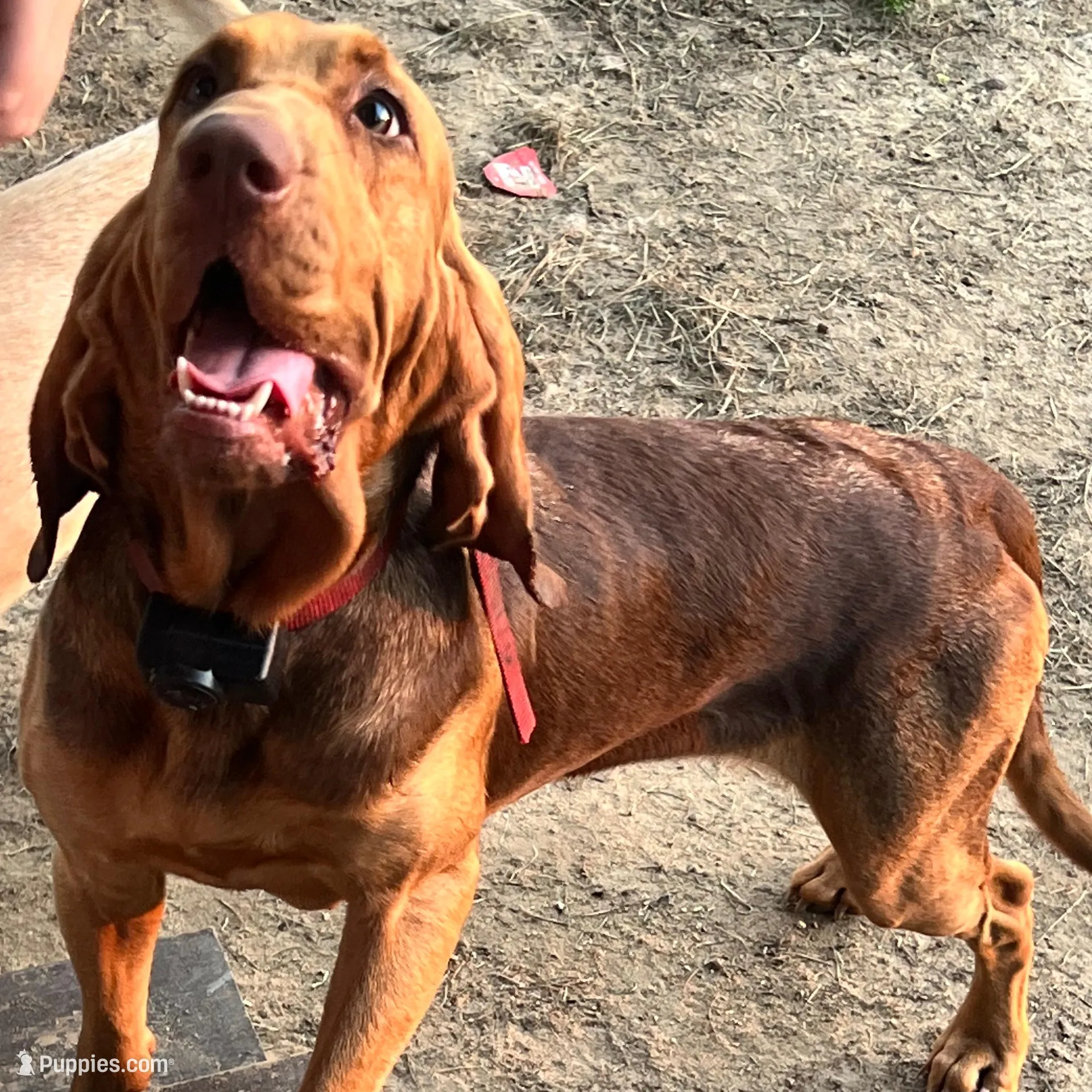 Dolly , a  Bloodhound for sale in Alma, GA – Photo 1 of 2