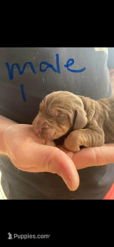 Male, a male Bloodhound for sale in Alma, GA – Photo 1 of 1