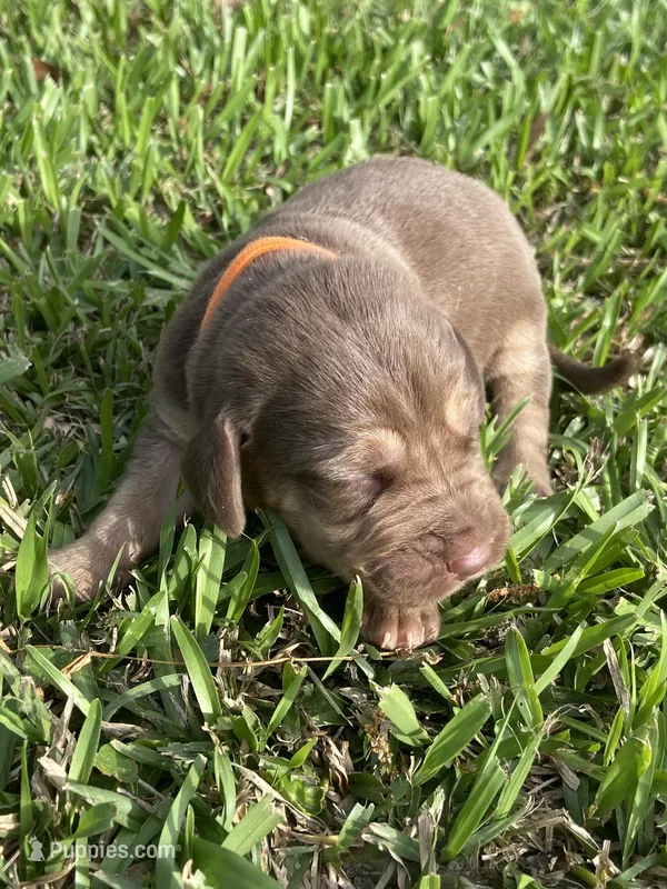 Bloodhound – Bloodhound puppy for sale in Alma, GA